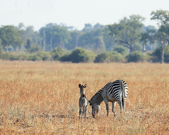South Luangwa NP