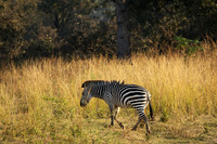South Luangwa