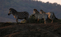 Lower zambezi