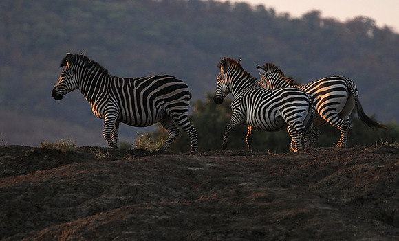 Lower zambezi
