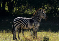 South Luangwa
