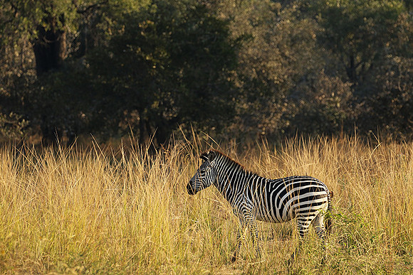 South Luangwa