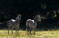 South Luangwa