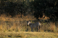 South Luangwa