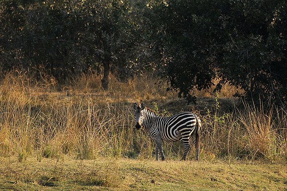 South Luangwa