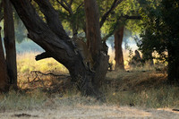 Lower Zambezi