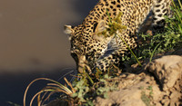 South Luangwa