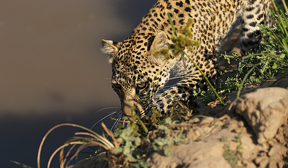 South Luangwa