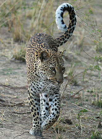 South Luangwa NP