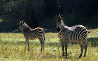 South Luangwa
