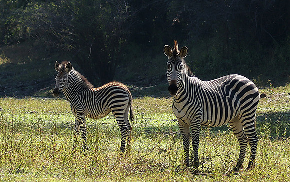South Luangwa