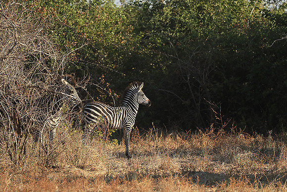 South Luangwa NP