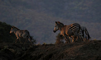 Lower zambezi