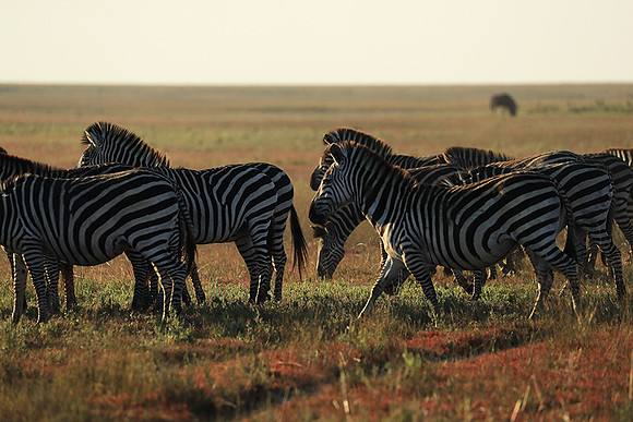 Liuwa Plain NP