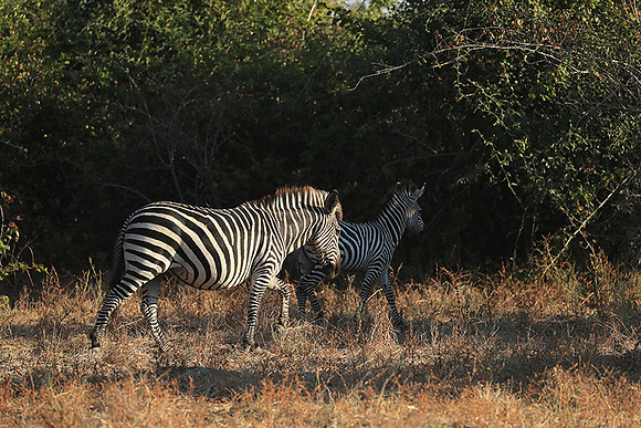 South Luangwa NP