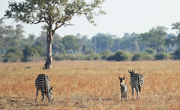 South Luangwa NP