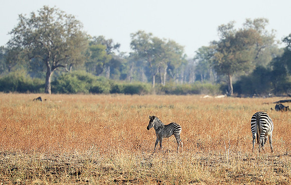 South Luangwa NP