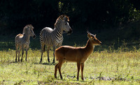 South Luangwa