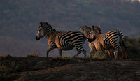 Lower zambezi