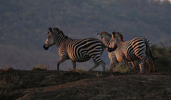 Lower zambezi