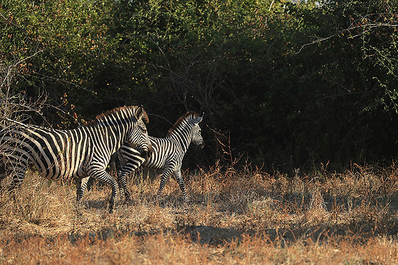 South Luangwa NP