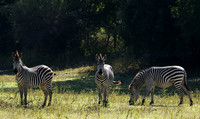 South Luangwa