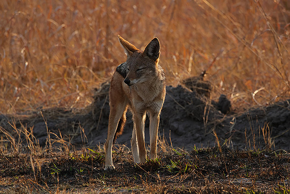 Black-backed jackal - Matetsi