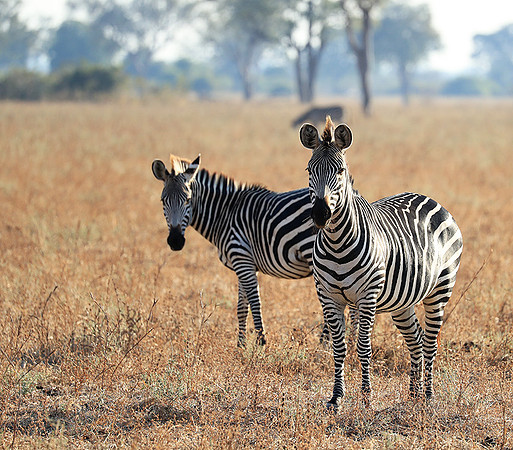 South Luangwa NP
