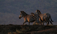 Lower zambezi