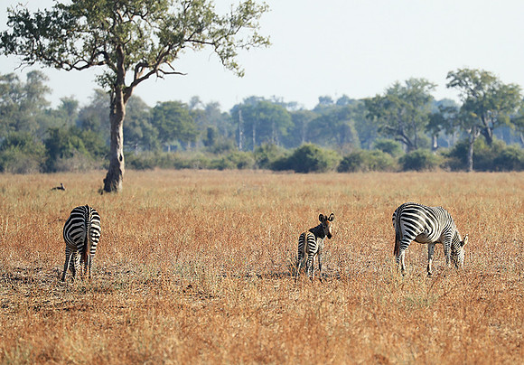 South Luangwa NP