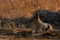 Black-backed jackal - Matetsi