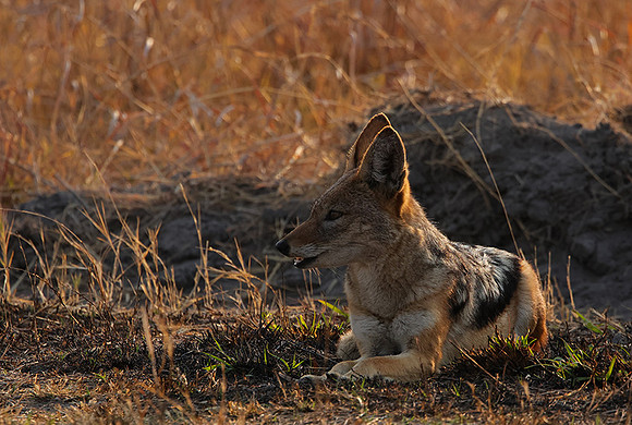 Black-backed jackal - Matetsi