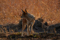 Black-backed jackal - Matetsi
