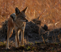 Black-backed jackal - Matetsi