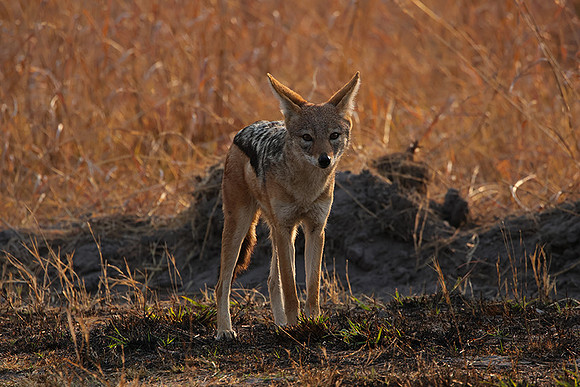 Black-backed jackal - Matetsi
