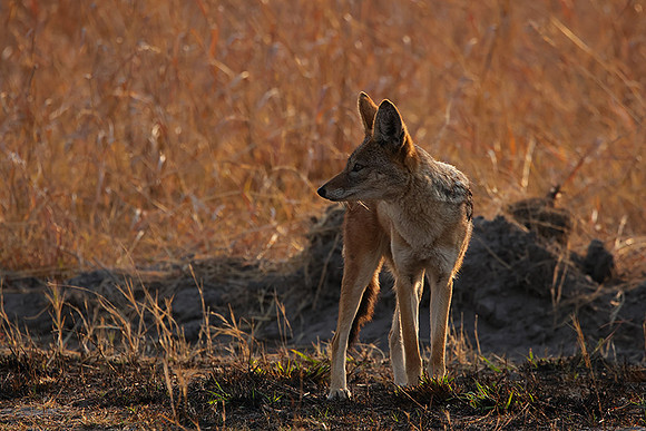 Black-backed jackal - Matetsi
