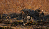 Black-backed jackal - Matetsi