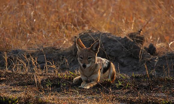 Black-backed jackal - Matetsi