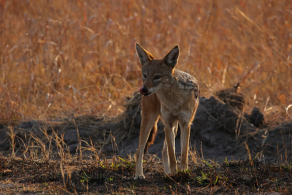 Black-backed jackal - Matetsi
