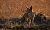 Black-backed jackal - Matetsi