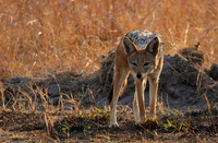 Black-backed jackal - Matetsi