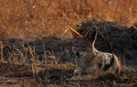Black-backed jackal - Matetsi