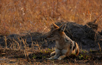 Black-backed jackal - Matetsi