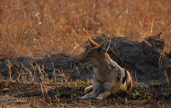 Black-backed jackal - Matetsi