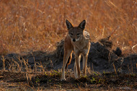 Black-backed jackal - Matetsi
