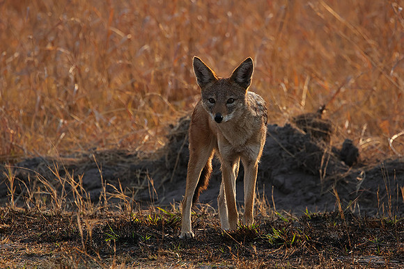 Black-backed jackal - Matetsi