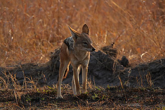 Black-backed jackal - Matetsi