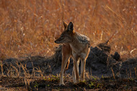 Black-backed jackal - Matetsi
