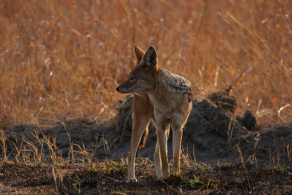 Black-backed jackal - Matetsi
