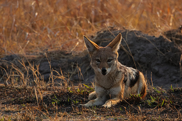 Black-backed jackal - Matetsi